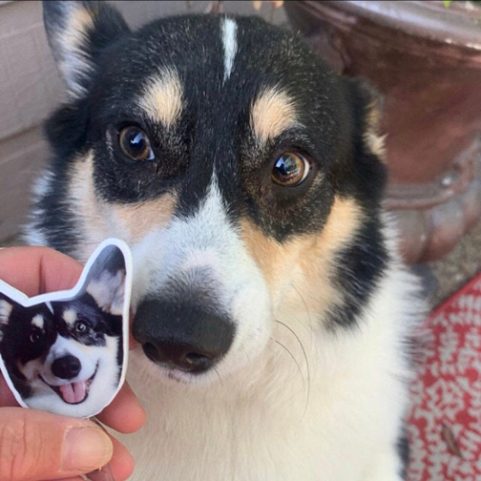 Corgi looking at the badge reel of his face