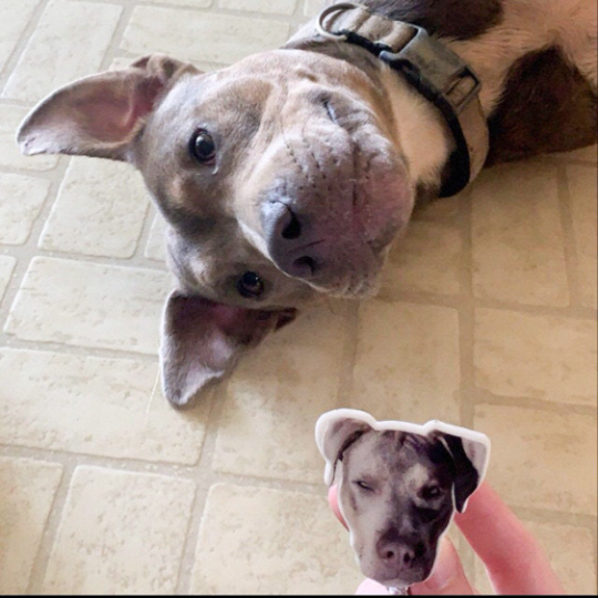 pitbull looking at badge of his face